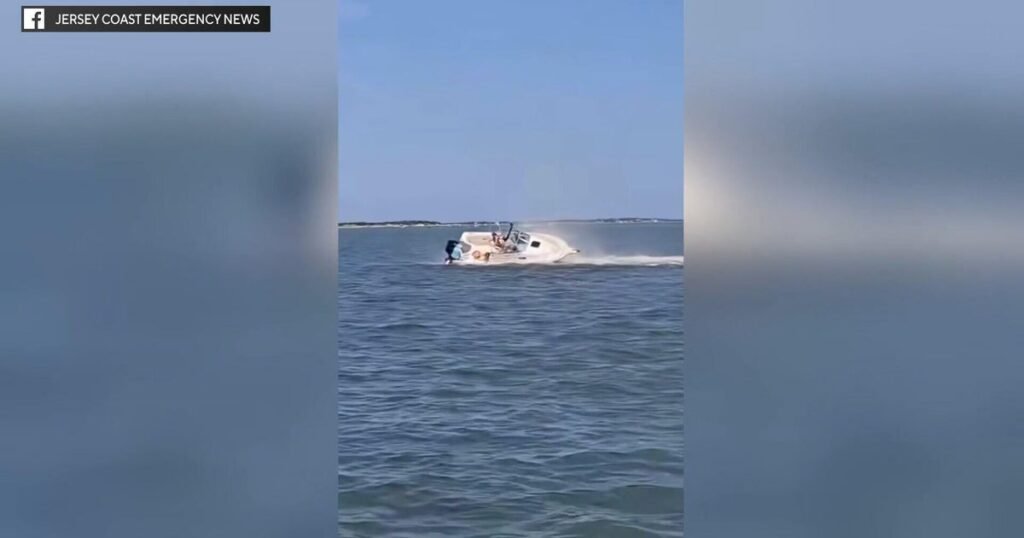 whale dead after hitting boat in barnegat bay; passenger thrown overboard