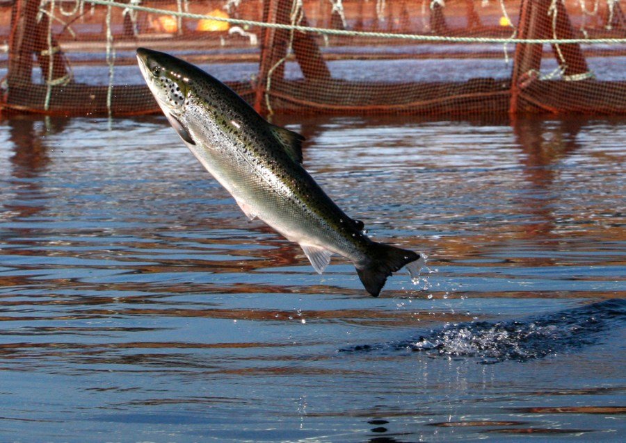 aquaculture can help produce more us seafood