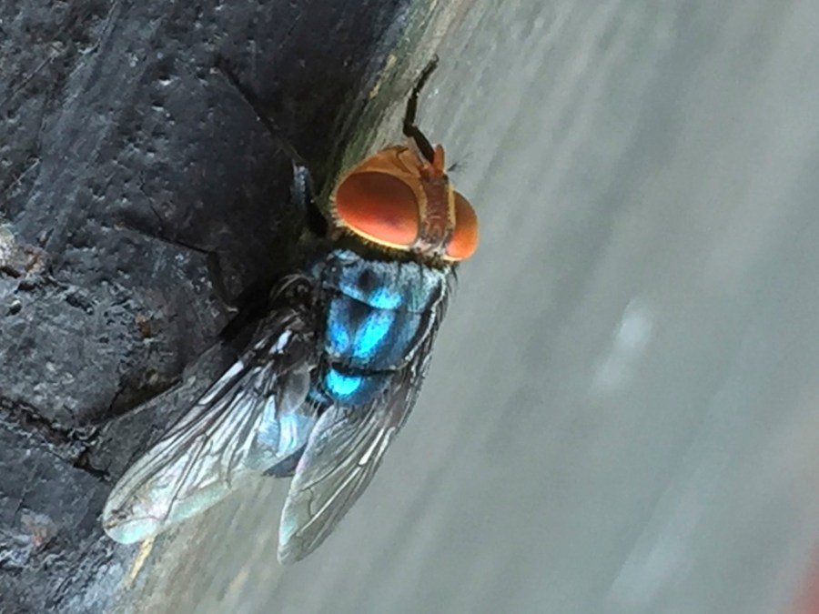 first u.s. screwworm case in years confirmed in maryland 