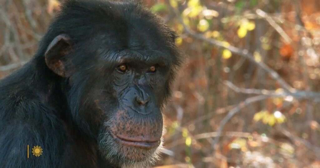 a visit to chimpanzee sanctuary chimp haven